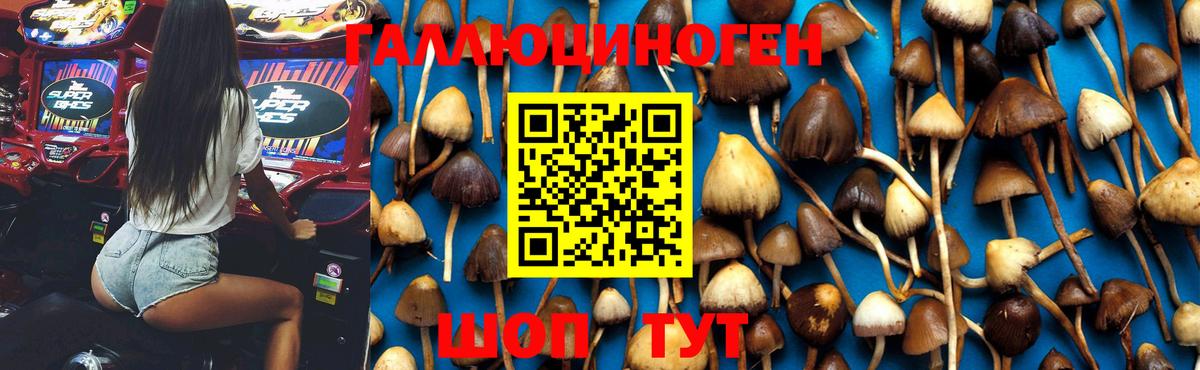 Коркино  Галлюциногенные грибы Cubensis  Вход с VPN 